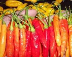 Image of Cabai Bangkok