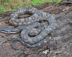 Image of Western Rat Snake