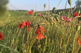 Farmer.pl - News update