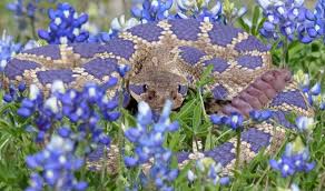 Bildergebnis für rattlesnake