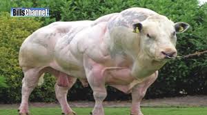 Image result for belgian blue bull meat