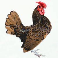 Resultado de imagem para galinha de raçã