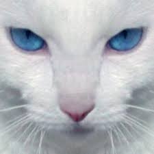 Browse Tag: white snow cat cats. white cat. By: TzummyGyrl. 20. Tags: white snow cat... View 72 Images Per Page - 84720_137997eb0b5c36423e3310c544831aaa_mdsq