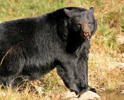 Game and Fish Receives Word of Multiple Bear Conflicts