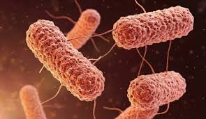 Typhoid is becoming more antibiotic-resistant and spreading across the world