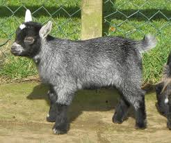 Image result for GOAT