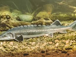 România dă lovitura în UE: Un produs tradițional din Delta Dunării primește recunoaștere europeană