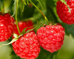 Raspberry