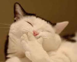 images?q=tbn:ANd9GcSwkHgqMAatujGLOlGn4vD-EaafTESH3f7VZL9lPuf5rDffwokz