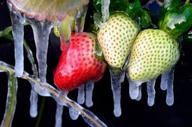 Ver y creer: tormenta invernal congela desde las iguanas hasta las frutas en Florida