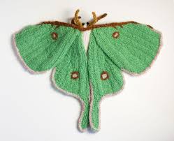 Image result for Isochaetes Beutenmuelleri and its moth form