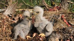 Eaglets Euthanized After Storm: A Reminder of Wildlife Challenges
