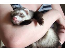 ferret and its owner cuddlingの画像