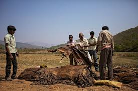 Image result for orissa images