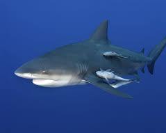 Image of Bull Shark