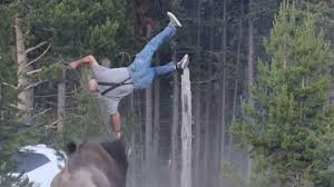 Yellowstone Bison Attack: The Hidden Danger Tourists Ignore Before Getting Thrown 8 Feet