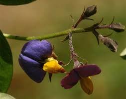 Image result for Crotalaria variegata