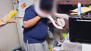 코브라