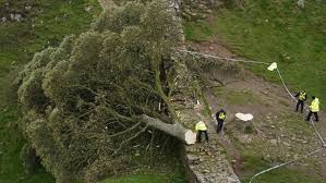 Sycamore Gap: Two Men Convicted for Felling UK's Famous Tree