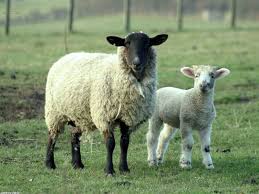 ��� ���� �����  , ���� �������  , ���� ����� ����� 2017 images?q=tbn:ANd9GcS