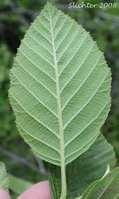 Image result for alder leaves