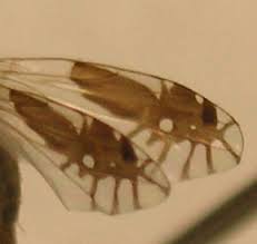 「Goniurellia tridens」の画像検索結果