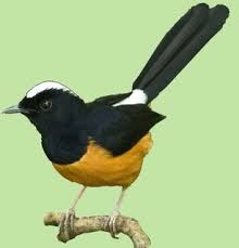 Hasil gambar untuk murai batu