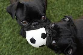 Image result for pugs