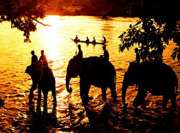 Image result for buon ma thuot elephants in the sunset