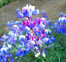 Image result for lupine