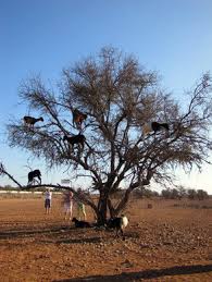 Image result for goat tree