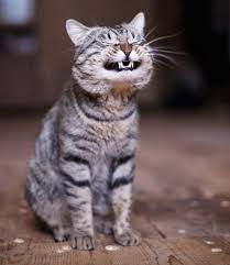 Картинки по запросу смеюсь