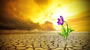 Resultado de imagem para flores do deserto