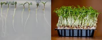 Image result for Plant seedlings
