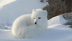 Image result for free camouflage images snow animals