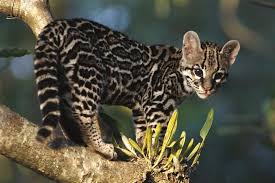 Image result for costa rica animals
