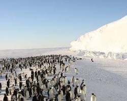 Image of Emperor Penguin colony, Antarctica