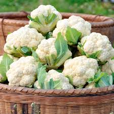 cauliflower plants ile ilgili görsel sonucu
