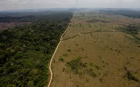 Resultado de imagen de fotos de deforestacion