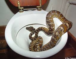 Image result for unusual toilets
