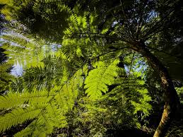 La Regione Campania partecipa a 'Planta, il giardino e non solo'