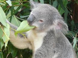Resultado de imagem para foto de koalas