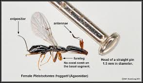 Resultado de imagem para fig wasps in florida