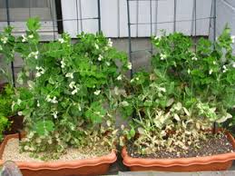 「ボラ土」の画像検索結果