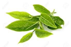 Image result for green tea