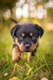 Afbeeldingsresultaat voor rottweiler pup