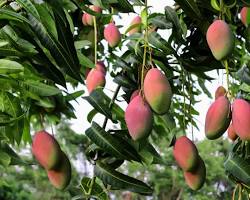 Image of Mango trees