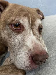 Eye swollen? : r/pitbulls