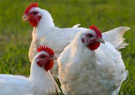 Resultado de imagen para pollo