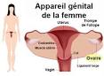 Petites douleurs aux ovaires juste aprs l ovulation? - Forum